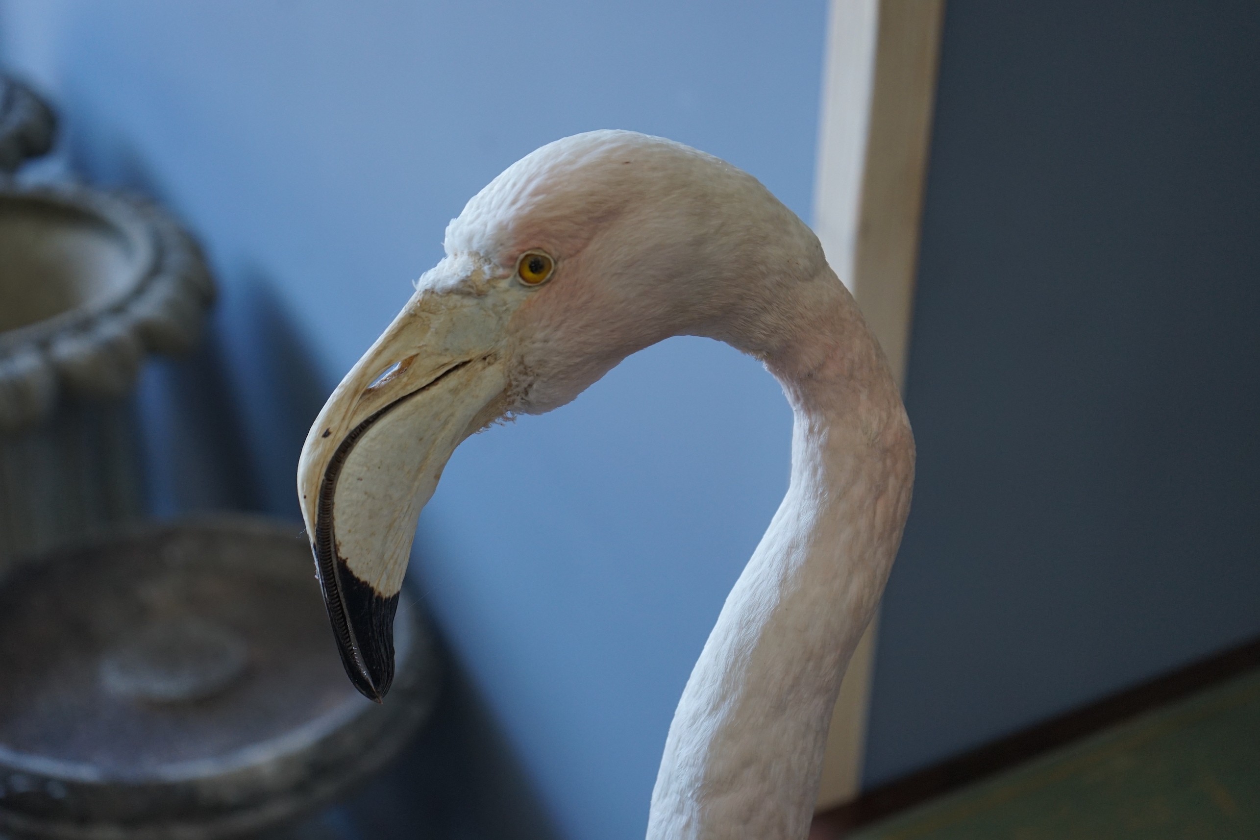 A taxidermic flamingo, height 120cm